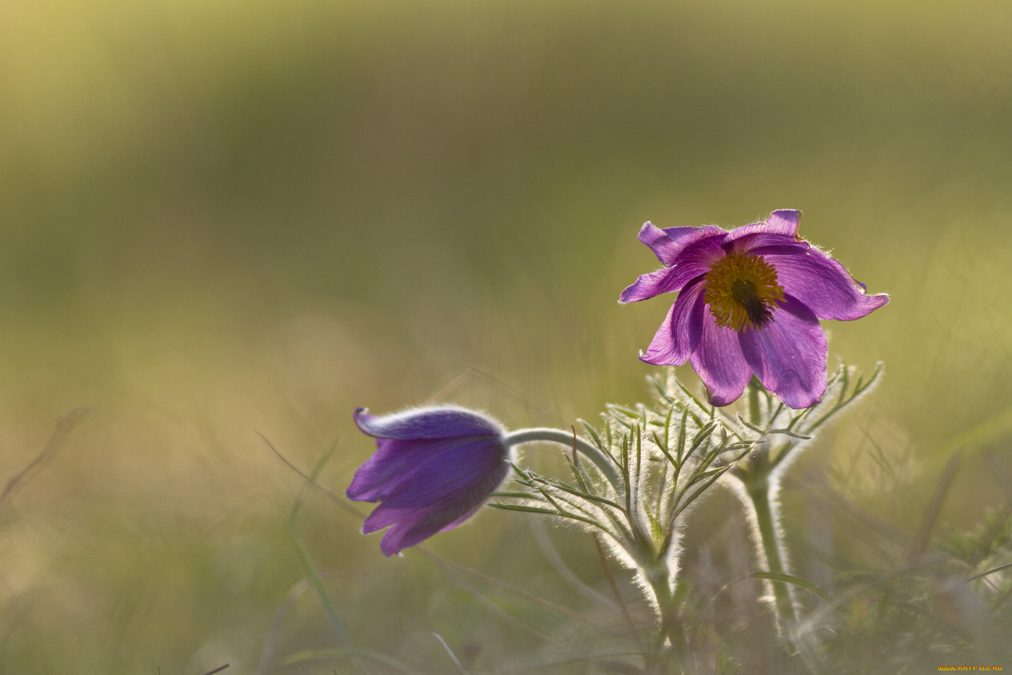 , ,  -, blossom, anemones, , , grass